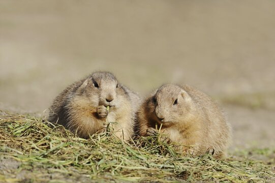 Black-tailed prairie dogs (Cynomys ludovicianus), captive, occurring in North America