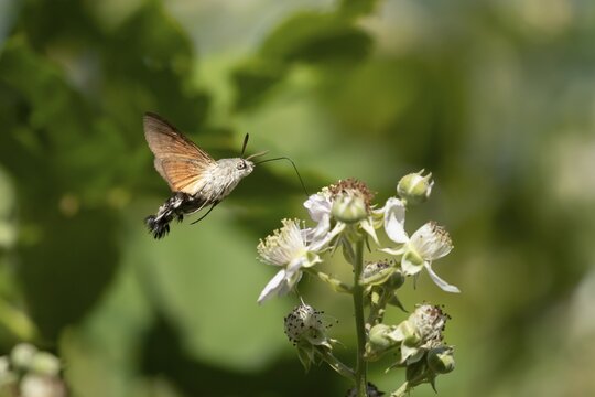 Hummingbird hawkmoth (Macroglossum stellatarum) adult moth in flight feeding on a Bramble flower in summer, England, United Kingdom