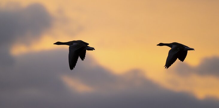 Greylag goose (Anser anser), Greylag geese in flight in front of a dramatically coloured morning sky, Lower Saxony, Germany