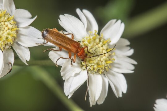 Common red soldier beetle (Rhagonycha fulva) sitting on a bright white fair-maid-of-france (Achillea ptarmica), a sight full of contrasts and living nature, Baden-W&uuml;rttemberg, Germany