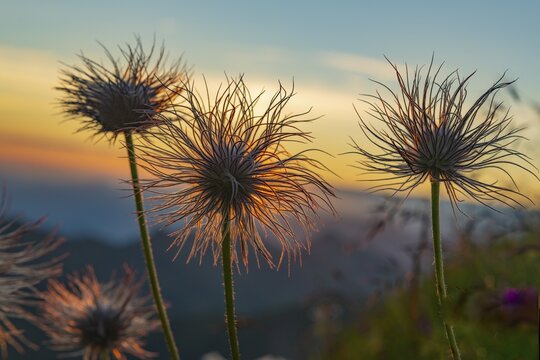 Withered alpine cowbell (Pulsatilla alpina) on mountain meadow, behind it the Allg&auml;uer Alps at sunrise, Schoppernau, Bregenzerwald, Vorarlberg, Austria