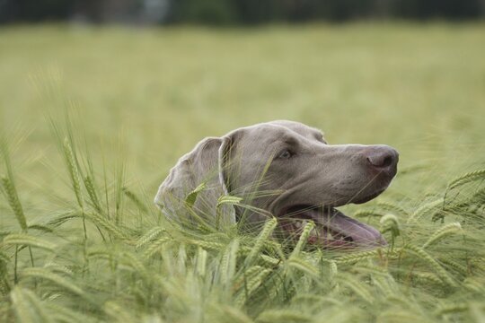 Hunting dog shorthaired Weimaraner in portrait, Allg&auml;u, Bavaria, Germany