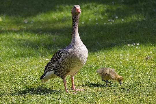 Greylag geese (Anser anser), attentive gander guarding chicks, Schleswig-Holstein, Germany