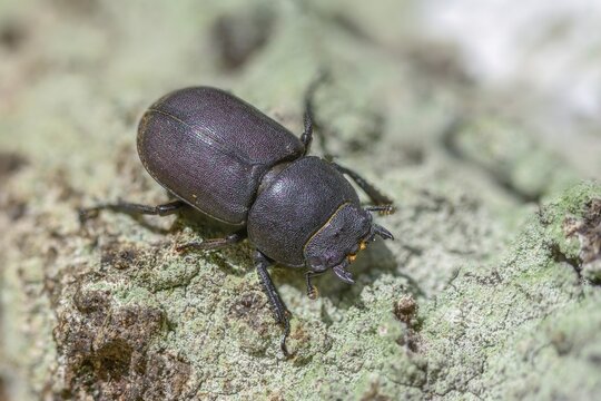 Beetle beetle, dorcus parallelipipedus, lesser stag beetle, beetle, coleoptera, insects, beetles