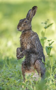 European hare (Lepus europaeus) with wet fur standing in a field, wildlife, Thuringia, Germany