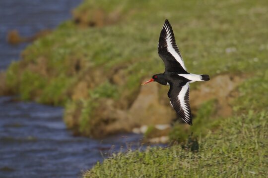 Eurasian oystercatcher (Haematopus ostralegus), flying, Texel, Netherlands