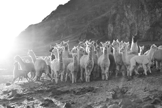 Group of alpacas (Vicugna pacos) in front of a mountain in the morning light, Andes, near Cusco, Peru, South America