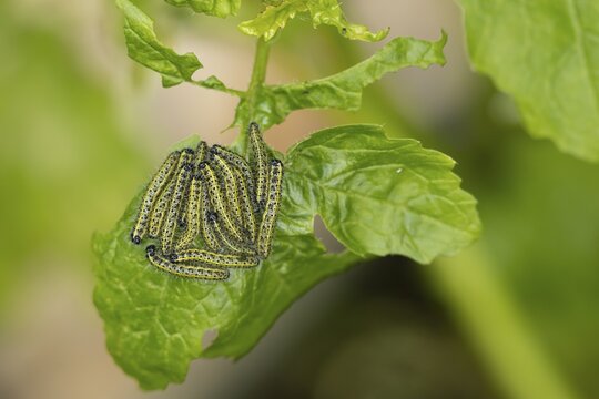 Large or Cabbage white butterfly (Pieris brassicae) juvenile larva caterpillars pest feeding on garden brassica plant leaves in summer, England, United Kingdom