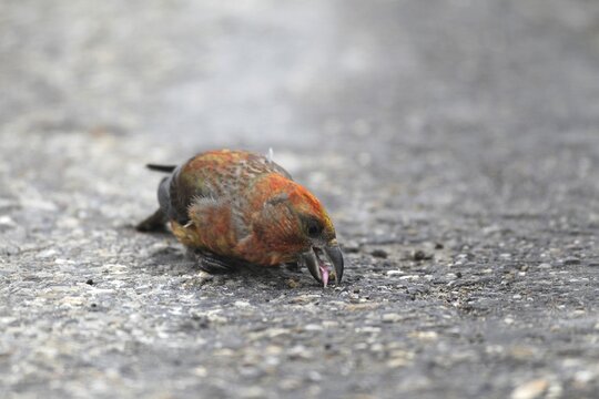 Spruce crossbill (Loxia curvirostra) male picks up minerals on a tarmac road, Allg&auml;u, Bavaria, Germany, Allg&auml;u, Bavaria, Germany