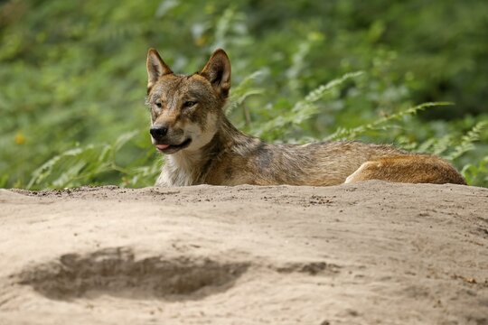 European gray wolf (Canis lupus) lying on a hill, captive