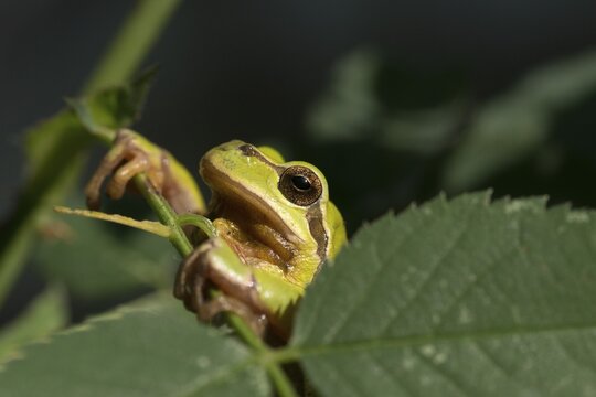 European tree frog, hyla arborea, tree frog, amphibians, amphibians, amphibians