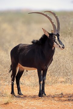Sable antilope (Hippotragus niger), adult, male, Tswalu Game Reserve, Kalahari, North Cape, South Africa