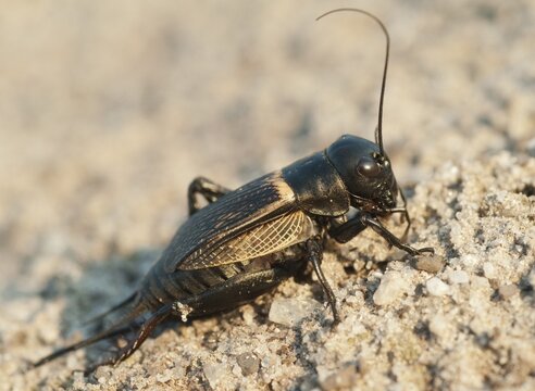 2009, Brandenburg, field cricket, Germany, Gryllus campestris, Nabu, national natural heritage, natural paradise Gr&uuml;nhaus, post-mining landscape, ensifera, field cricket, grilling, green house, insects, long-feeler scare