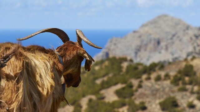 Goat with horns looking at a mountainous landscape with sea view, goat (s), free-range, central north of the island, mountains, Karpathos, Dodecanese, Greek Islands, Greece