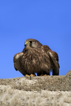 Common kestrel (Falco tinnunculus), adult on wall, Kasselburg, Eifel, Germany