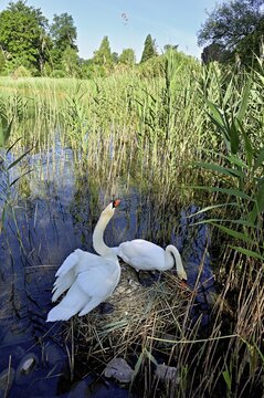 Mute swans (Cygnus olor), pair at the nest during breeding, Cham, Lake Zug, Canton Zug, Switzerland