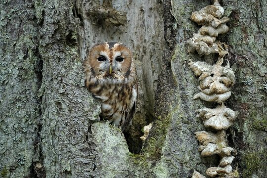 Tawny owl (Strix aluco), in a tree cavity, Czech Republic