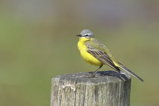 Yellow wagtail (Motacilla flava) on a perch in Osterfeinermoor, pasture fence, wildlife, D&uuml;mmer, H&uuml;de, Lower Saxony, Germany