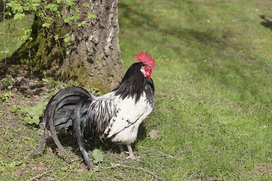Domestic chicken (Gallus gallus domesticus), cock in a meadow, animal portrait, Hesse, Germany