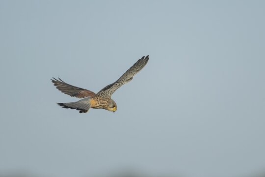 Common kestrel (Falco tinnunculus) adult falcon bird of prey hovering in flight, England, United Kingdom