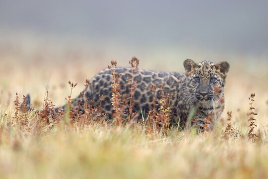 Indian indian leopard (Panthera pardus fusca) young in a meadow, Czech Republic