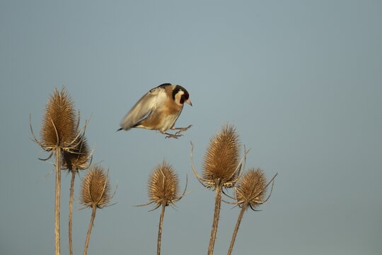 European goldfinch (Carduelis carduelis) adult bird in flight landing on a Teasel (Dipsacus fullonum) seed head, England, United Kingdom
