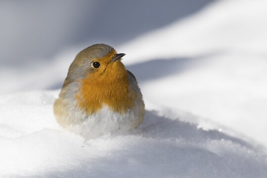 European robin (Erithacus rubecula) on snow-covered ground, Hesse, Germany
