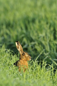 European hare (Lepus europaeus), sitting in tall grass