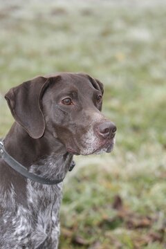 Hunting dog German shorthair, portrait, Lower Austria, Austria