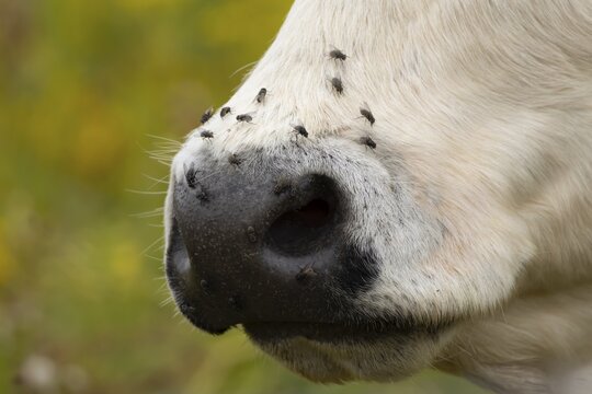 Domestic cattle or cow (Bos taurus) adult farm animal close up of its nose with flies around it, England, United Kingdom
