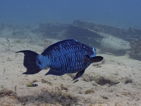 A blue fish, midnight parrotfish (Scarus coelestinus), swims on the coral reef next to a wreck in the ocean. Dive site John Pennekamp Coral Reef State Park, Key Largo, Florida Keys, Florida, USA