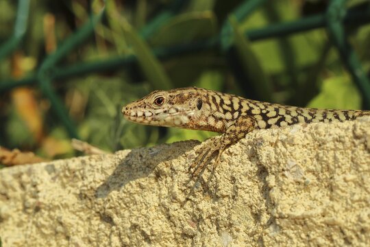 Wall lizard (Lacerta muralis), on a garden wall, Lake Garda, Lazise, Italy