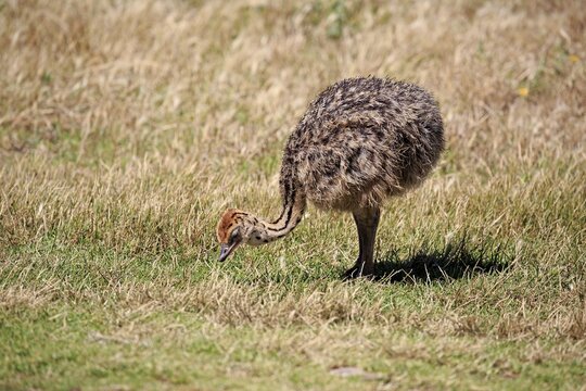 South African Ostrich (Struthio camelus australis), young bird foraging, Cape of Good Hope, Table Mountain National Park, Western Cape, South Africa