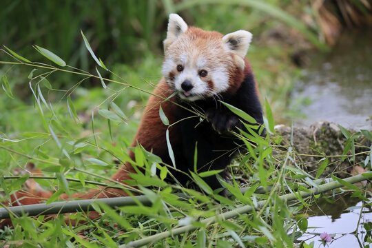 Western lesser panda, Ailurus fulgens), adult, feeding, portrait, captive, Himalaya, Central Asia