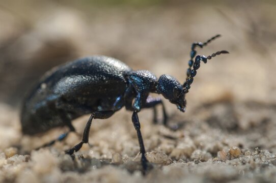 2009, blue mayworm, Brandenburg, Germany, mayworm, meloe cf violaceus, meloe violaceus, meloid beetle, national natural heritage, natural paradise Gr&uuml;nhaus, violet oil beetle, beetle, post-mining landscape, Coleoptera, green house, insects, beetles