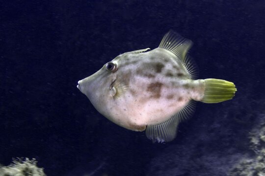 A round fish with patterns and flat fins, the brown filefish (Stephanolepis hispidus), in the water, at the Los Champignones dive site, Las Galletas, Tenerife, Canary Islands, Spain