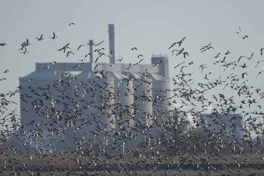 Eurasian wigeon duck (Anas penelope) adult ducks taking off in flight in a flock with Cantley sugar factory in the background, RSPB Buckenham marshes nature reserve, Norfolk, England, United Kingdom