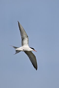 Common tern (Sterna hirundo), in flight, Saintes-Marie-de-la-Mer, Camargue, southern France, France