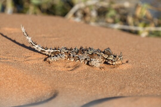 Thorny devil (Moloch horridus), Fran&ccedil;ois P&eacute;ron National Park, Shark Bay, State of Western Australia, Australia