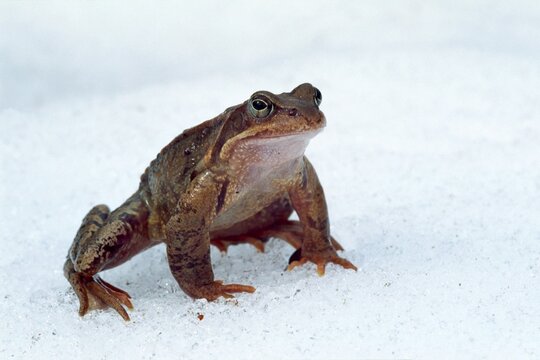 European Common Brown Frog (Rana temporaria), Kelchsau, Tirol, Austria