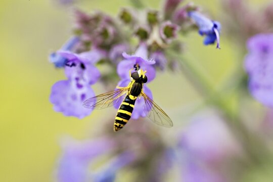 Common long-bellied hoverfly (Sphaerophoria scripta), on a catmint (Nepeta x faassenii) flower, Meienberg, Canton of Aargau, Switzerland