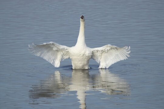 Mute swan (Cygnus olor) adult bird flapping its wings on a lake, England, United Kingdom