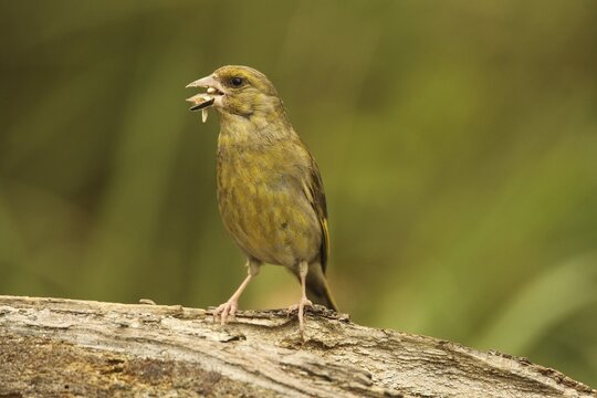 European greenfinch (Chloris chloris) at the summer feeding site, Allg&auml;u, Bavaria, Germany