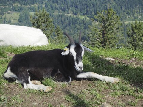 A black-and-white goat, a domestic goat (Capra aegagrus hircus), lies relaxed in a mountainous meadow at H&uuml;ttchopf, T&ouml;sstal, Canton of Zurich, Switzerland