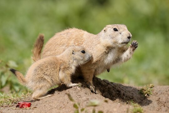 Black-tailed Prairie Dog (Cynomys ludovicianus) young with adult at burrow, Germany
