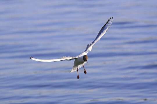 Black-headed Gulls (Larus ridibundus) in flight, Mueritz Lake, Mueritz National Park, Mecklenburg Lake District, Mecklenburg-Western Pomerania, Germany, Europe