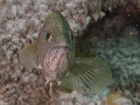 Close-up of a Makronesian grouper (Mycteroperca fusca), grouper, Risco Verde dive site, Arinaga, Gran Canaria, Spain, Europe, Atlantic Ocean