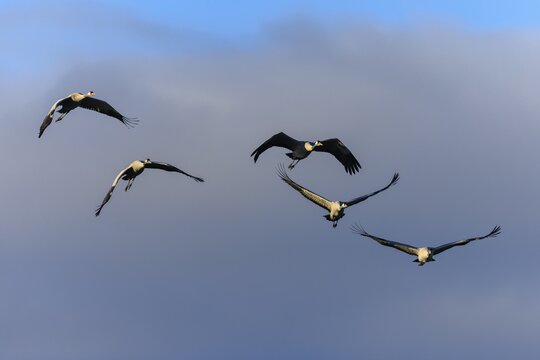 Five cranes in majestic flight under a cloudy sky, Crane (Grus grus) wildlife, Western Pomerania Lagoon National Park, Zingst, Mecklenburg-Western Pomerania, Germany