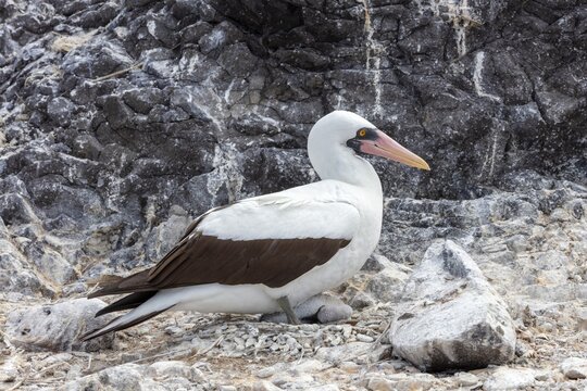 Masked booby (Sula dactylatra), plus chicks, Galapagos, Ecuador