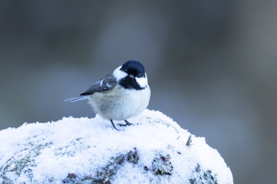 Coal tit (Periparus ater) adult garden bird on snow in winter, England, United Kingdom